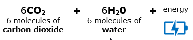 respiration 2